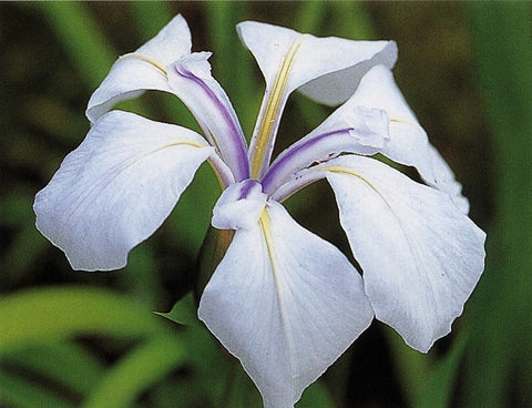 Iris Laevigata 'Snowdrift' (Bare Root) - Minimum Qty. 6 Per Variety