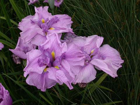 Iris Ensata 'Melody' Pink (Bare Root) - Minimum Qty. 6 Per Variety