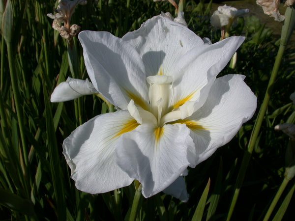 Iris Ensata 'Anytus' (Bare Root) - Minimum Qty. 5 Per Variety