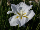 Iris Ensata 'Anytus' (Bare Root) - Minimum Qty. 5 Per Variety