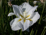 Iris Ensata 'Anytus' White (Bare Root) - Minimum Qty. 6 Per Variety