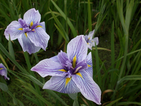 Iris Ensata 'Pinstripe' (Bare Root) - Minimum Qty. 5 Per Variety