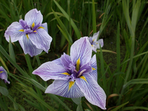 Iris Ensata 'Pinstripe' (Bare Root) - Minimum Qty. 6 Per Variety