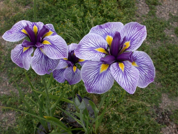 Iris Ensata 'Hall of Marble' (Bare Root) - Minimum Qty. 5 Per Variety