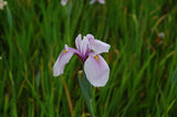 Iris Ensata 'Rose Queen' (Bare Root) - Minimum Qty. 5 Per Variety