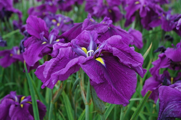 Iris Ensata 'Yamata Ikoku' Violet (Bare Root) - Minimum Qty. 5 Per Variety