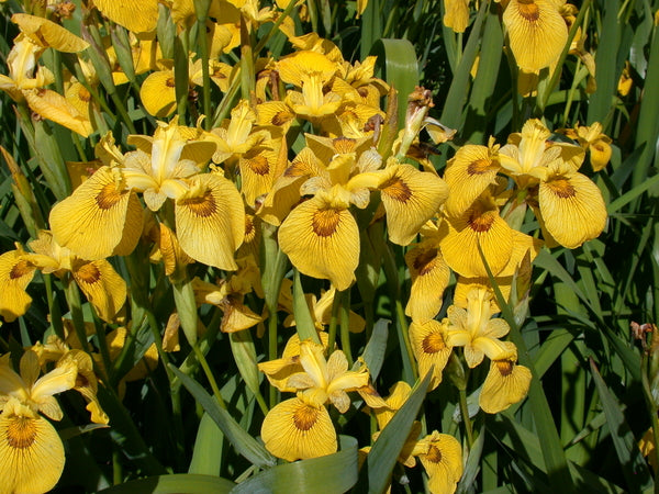 Iris 'Roy Davidson' Yellow (Bare Root) - Minimum Qty. 5 Per Variety