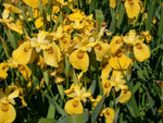 Iris 'Roy Davidson' Yellow (Bare Root) - Minimum Qty. 6 Per Variety