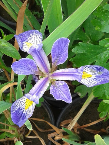 Iris Versicolor 'Blue Flag' (Bare Root) - Minimum Qty. 6 Per Variety