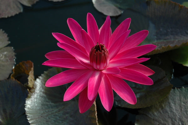 'Jennifer Rebecca' - Red Night Blooming Tropical Lily (Bare Root)
