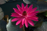 'Jennifer Rebecca' - Red Night Blooming Tropical Lily (Bare Root)