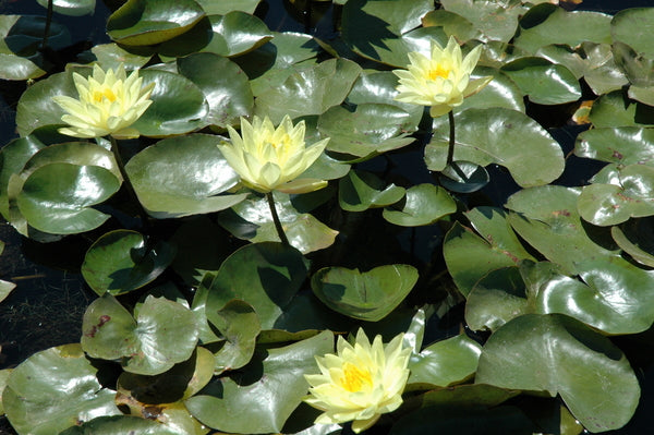 Joey Tomocik - Yellow Hardy Lily (Bare Root) - Minimum Qty. 3 Per Variety