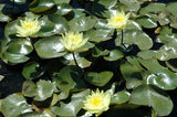 Joey Tomocik - Yellow Hardy Lily (Bare Root) - Minimum Qty. 3 Per Variety