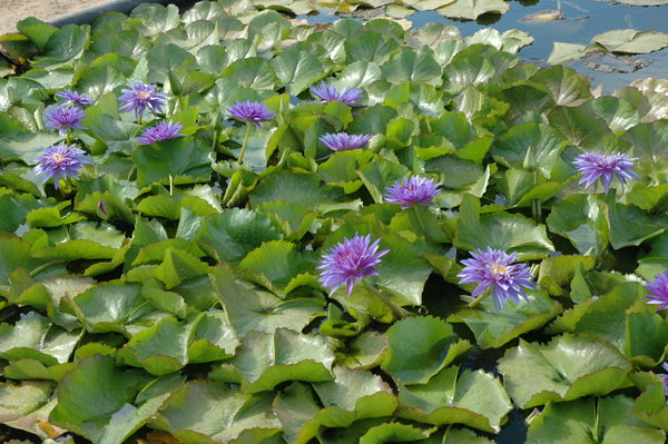 'King of Siam' - Double Purple Day Blooming Tropical Lily (Bare Root)