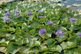 'King of Siam' - Double Purple Day Blooming Tropical Lily (Bare Root)