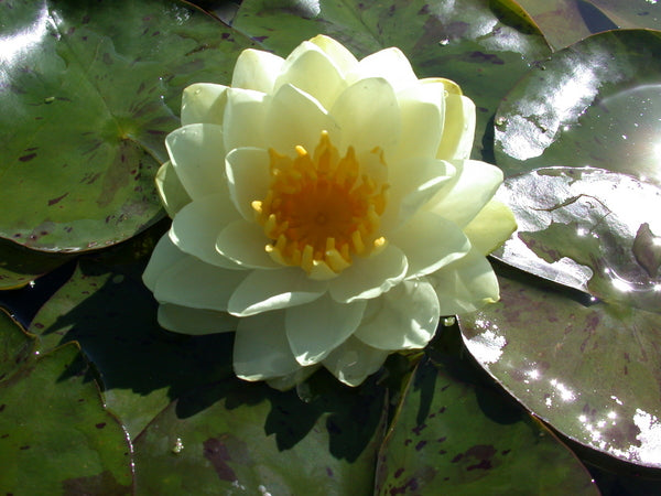 Lemon Chiffon - Double Yellow Hardy Lily (Bare Root) - Minimum Qty. 3 Per Variety