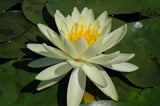 Lemon Mist - Yellow Hardy Lily (Bare Root) - Minimum Qty. 3 Per Variety