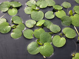 American Frogbit (Limnobium Spongia) - Minimum Order Qty. 6