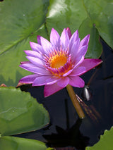 'Lindsey Woods' - Purple Day Blooming Tropical Lily (Bare Root)