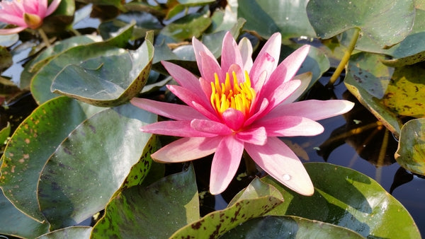 Little Sue - Changeable Hardy Lily (Bare Root) - Minimum Qty. 3 Per Variety