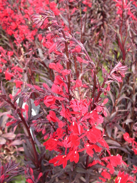 Lobelia 'Queen Victoria' (Bare Root) - Minimum Qty. 5 Per Variety