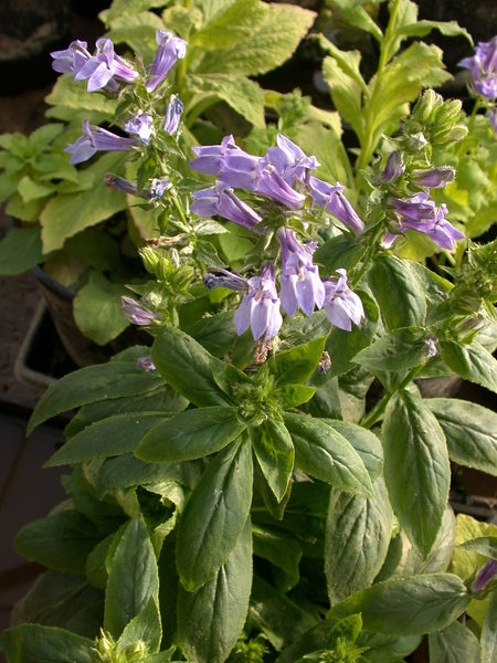 Lobelia Syphilitica 'Blue Lobelia' (Bare Root) - Minimum Qty. 5 Per Variety