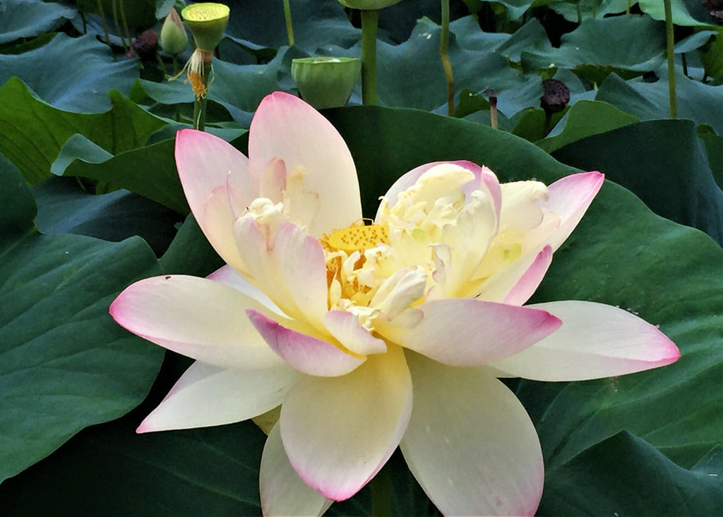 Princess Abby' Lotus - Pink and Yellow (Bare Root Tuber) - Min Qty. 3 Per  Variety