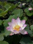 'Lavender Lady' Lotus - Single Pink/Lavender (Bare Root Tuber) - Min Qty. 3 Per Variety