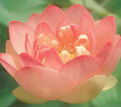 'Mrs. Perry D. Slocum' Lotus - Double Deep Pink (Bare Root Tuber) - Min Qty. 2 Per Variety