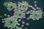 Ludwigia Sedioides "Mosaic Plant' (Bare Root) - Minimum Qty. 6 Per Variety