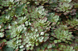 Ludwigia Sedioides "Mosaic Plant' (Bare Root) - Minimum Qty. 6 Per Variety