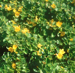 Lysmachia Nummilaria 'Creeping Jenny' (Bare Root) - Minimum Qty. 6 Per Variety
