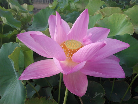 'Maggie Belle Slocum' Lotus - Lavender Pink (Bare Root Tuber) - Min Qty. 3 Per Variety