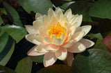 Mangkala Ubol  - Large Peach Changeable Hardy Lily (Bare Root) - Minimum Qty. 3 Per Variety