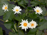 'Marian Strawn' - White Day Blooming Tropical Lily (Bare Root)