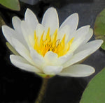 Marliac Albida - White Hardy Lily (Bare Root) - Minimum Qty. 3 Per Variety