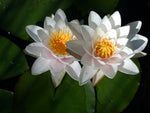 Marliac Carnea - Light Pink Hardy Lily (Bare Root) - Minimum Qty. 3 Per Variety