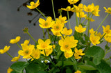 Caltha Palustris 'Marsh Marigold' (Bare Root) - Minimum Qty. 5 Per Variety