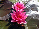 Meteor (Aka Rembrandt) - Red Hardy Lily (Bare Root) - Minimum Qty. 3 Per Variety (POPULAR)