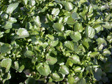 Nasturtium Officinale 'Watercress' (Bare Root) - Minimum Qty. 6 Per Variety