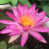 'Tropic Star' - Pink Hardy-Tropical Hybrid Lily (Bare Root) - Minimum Qty. 2 Per Variety