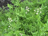 Oenantha SSP. 'Dwarf Water Celery' (Bare Root) - Minimum Qty. 6 Per Variety