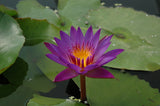 'Panama Pacific' - Purple Day Blooming Tropical Lily (Bare Root)