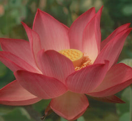 'Pekinensis Rubra' Lotus - Single Pink to Light Red Large (Bare Root Tuber) - Min Qty. 2 Per Variety