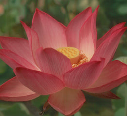 'Pekinensis Rubra' Lotus - Single Pink to Light Red Large (Bare Root Tuber) - Min Qty. 3 Per Variety