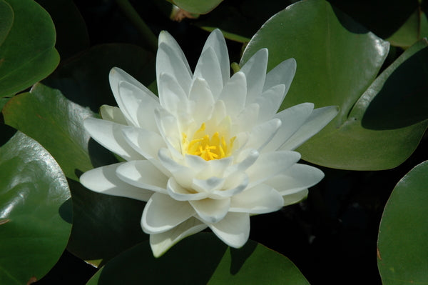 Perry's Double White - White Hardy Lily (Bare Root) - Minimum Qty. 3 Per Variety