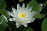 Perry's Double White - White Hardy Lily (Bare Root) - Minimum Qty. 3 Per Variety