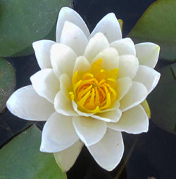 Perry's White Wonder Hardy Lily (Bare Root) - Minimum Qty. 3 Per Variety