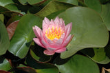 Pink Beauty - Pink Hardy Lily (Bare Root) - Minimum Qty. 3 Per Variety