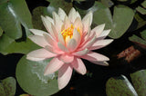 Pink Grapefuit - Pink & Yellow Hardy Lily (Bare Root) - Minimum Qty. 3 Per Variety